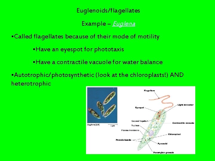 Euglenoids/flagellates Example – Euglena • Called flagellates because of their mode of motility •
