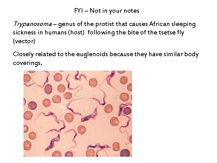 FYI – Not in your notes Trypanosoma – genus of the protist that causes