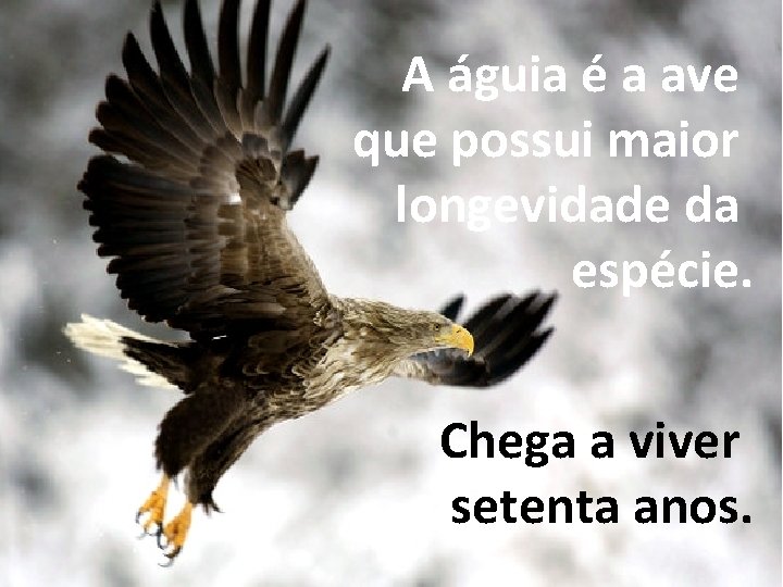 A águia é a ave que possui maior longevidade da espécie. Chega a viver