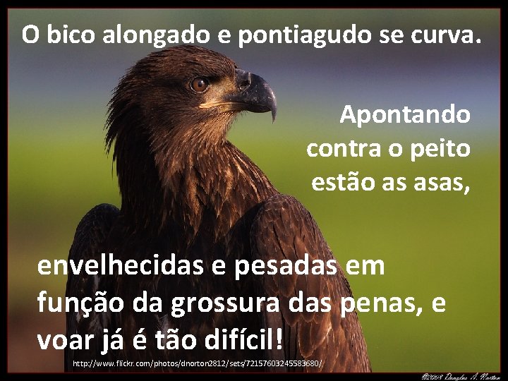 O bico alongado e pontiagudo se curva. Apontando contra o peito estão as asas,