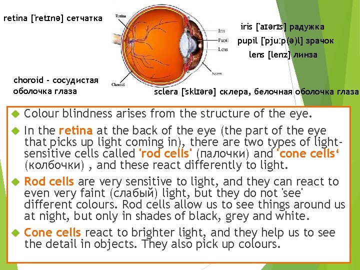 retina ['retɪnə] сетчатка iris ['aɪərɪs] радужка pupil ['pjuːp(ə)l] зрачок lens [lenz] линза choroid -