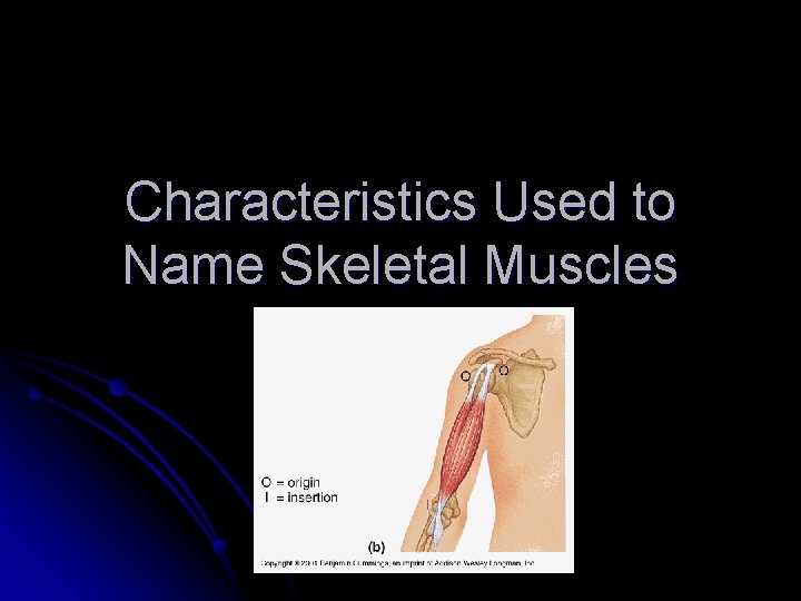 Characteristics Used to Name Skeletal Muscles 