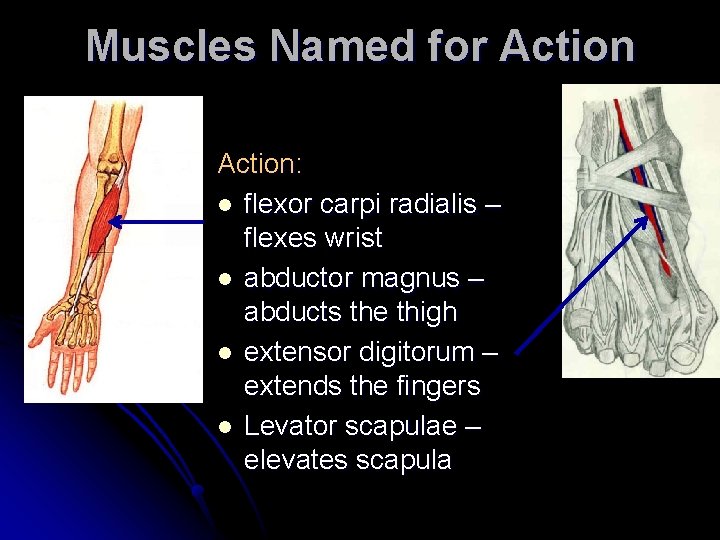 Muscles Named for Action: l flexor carpi radialis – flexes wrist l abductor magnus