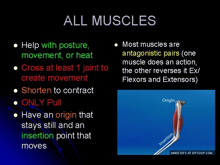 ALL MUSCLES l l l Help with posture, movement, or heat Cross at least