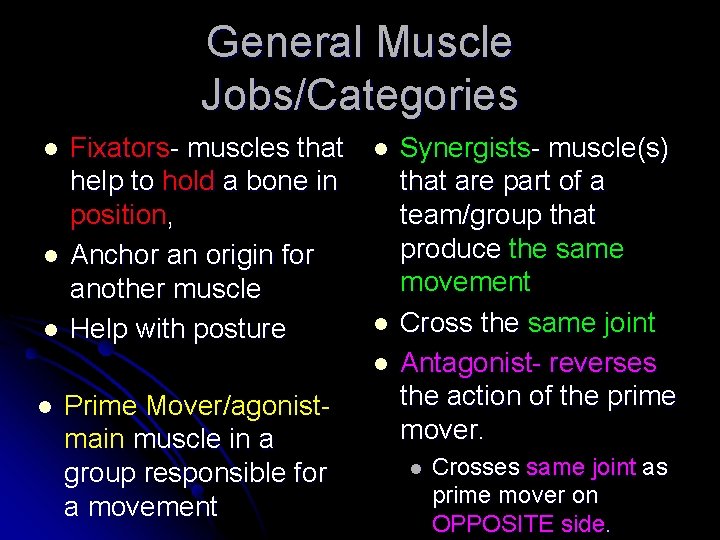General Muscle Jobs/Categories l l l Fixators- muscles that help to hold a bone