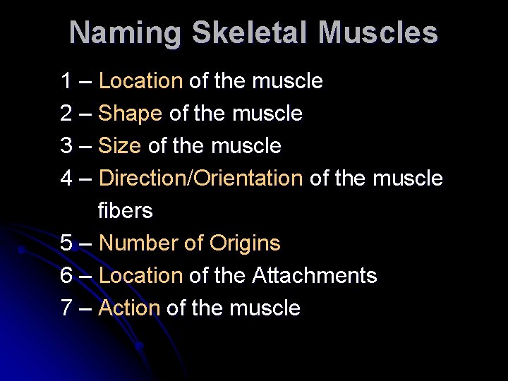 Naming Skeletal Muscles 1 – Location of the muscle 2 – Shape of the