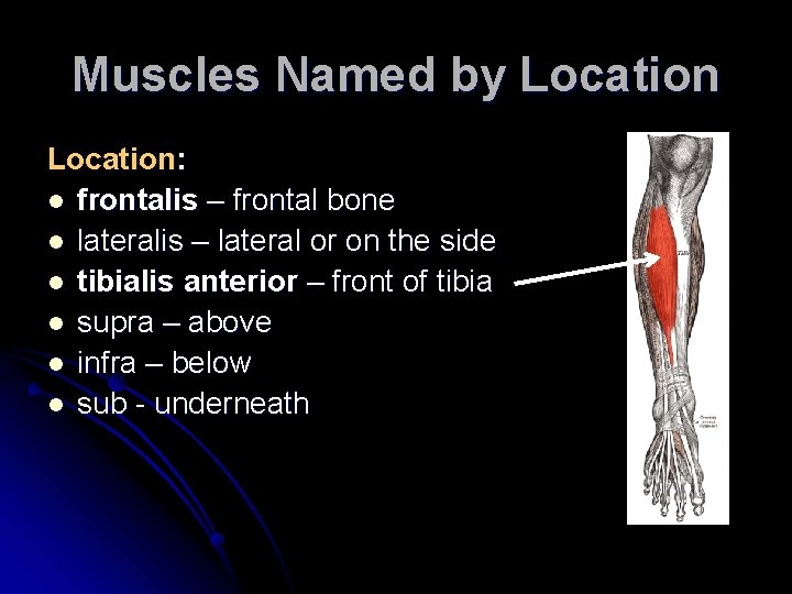 Muscles Named by Location: l frontalis – frontal bone l lateralis – lateral or