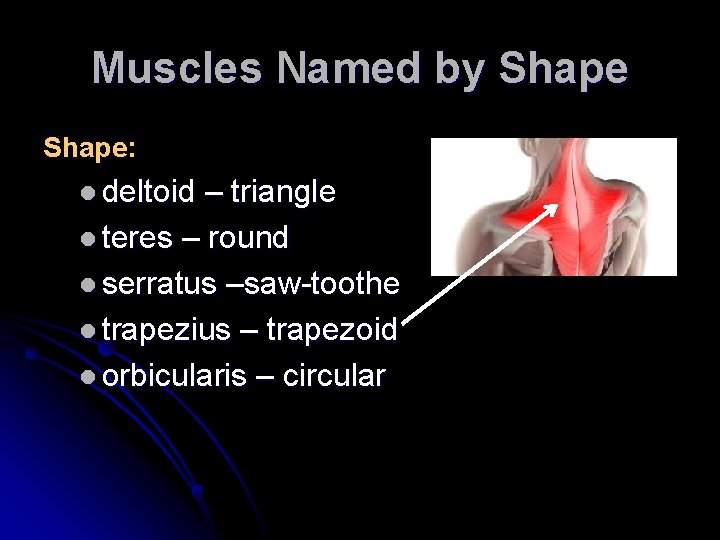 Muscles Named by Shape: l deltoid – triangle l teres – round l serratus