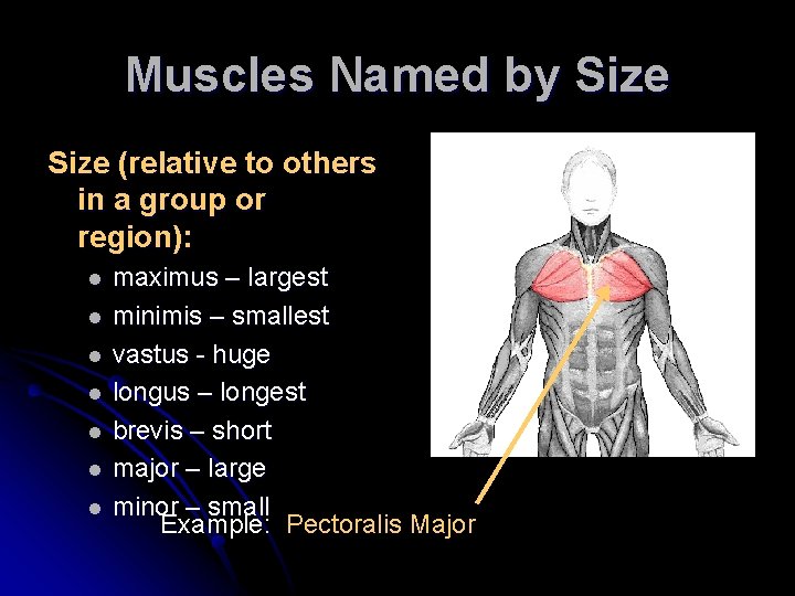 Muscles Named by Size (relative to others in a group or region): l l