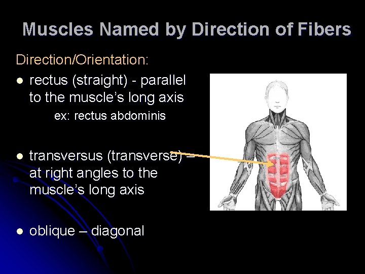 Muscles Named by Direction of Fibers Direction/Orientation: l rectus (straight) - parallel to the