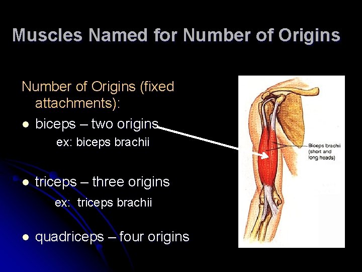 Muscles Named for Number of Origins (fixed attachments): l biceps – two origins ex: