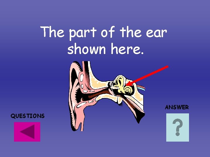 The part of the ear shown here. ANSWER QUESTIONS The part of the ear shown here. ANSWER QUESTIONS