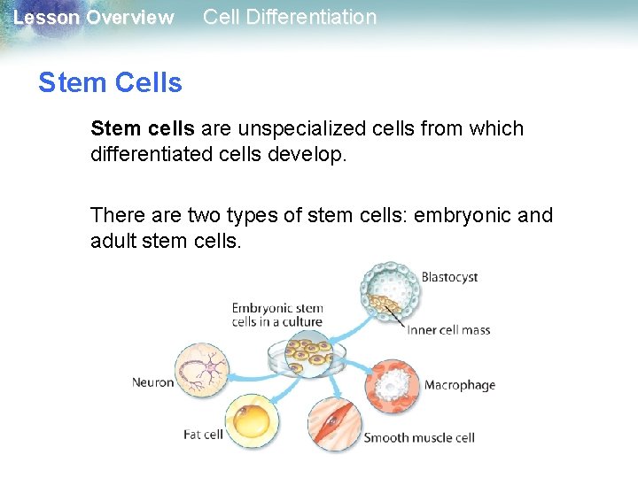 Lesson Overview Cell Differentiation Stem Cells Stem cells are unspecialized cells from which differentiated