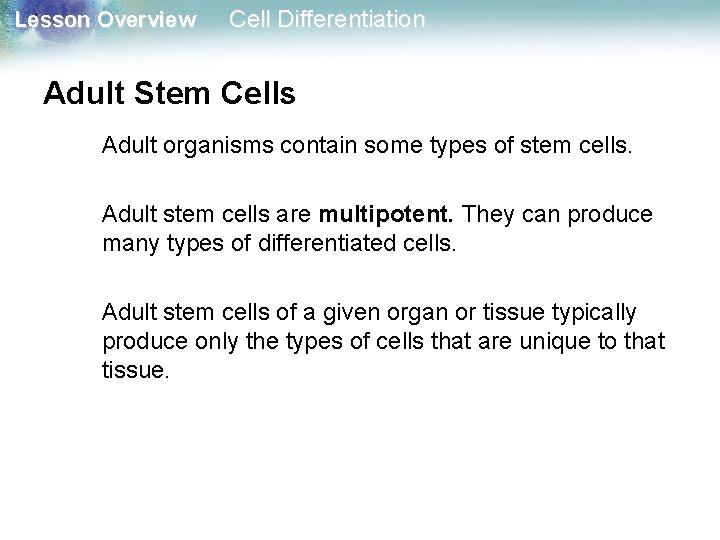 Lesson Overview Cell Differentiation Adult Stem Cells Adult organisms contain some types of stem