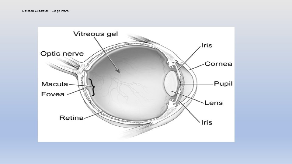 National Eye Institute – Google images 