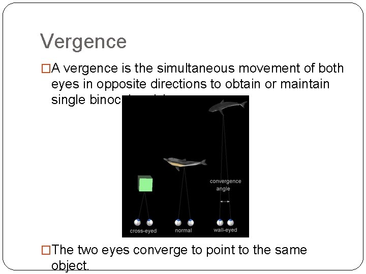 Vergence �A vergence is the simultaneous movement of both eyes in opposite directions to Vergence �A vergence is the simultaneous movement of both eyes in opposite directions to