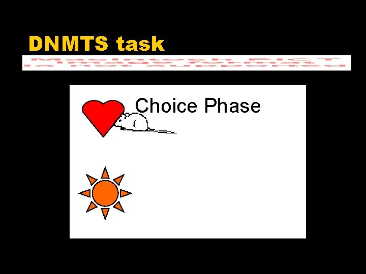 DNMTS task Delay. Phase Sample Choice Phase 