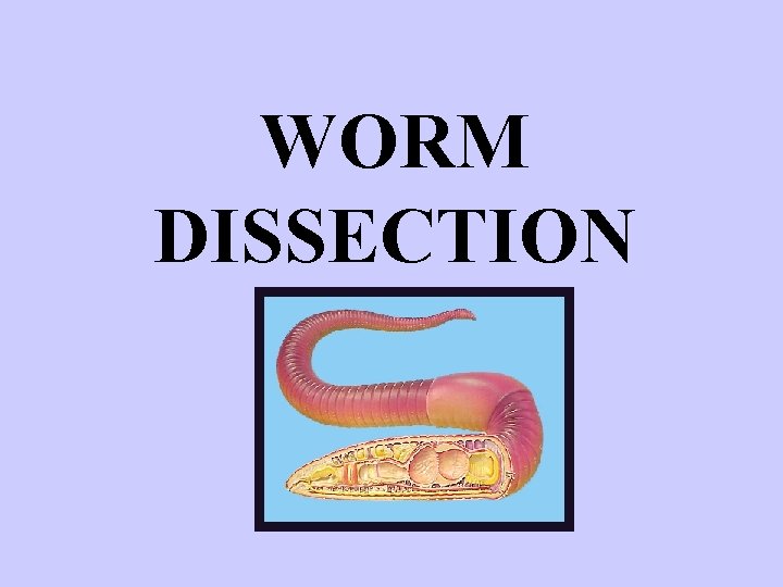 WORM DISSECTION 