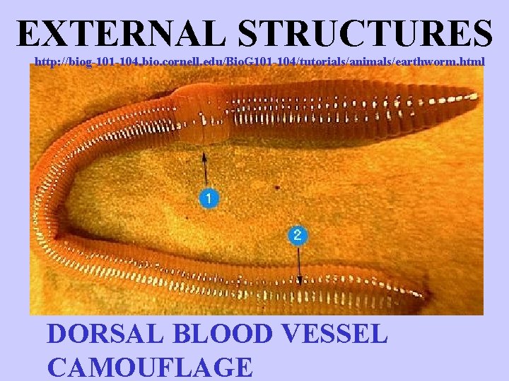 EXTERNAL STRUCTURES http: //biog-101 -104. bio. cornell. edu/Bio. G 101 -104/tutorials/animals/earthworm. html DORSAL BLOOD