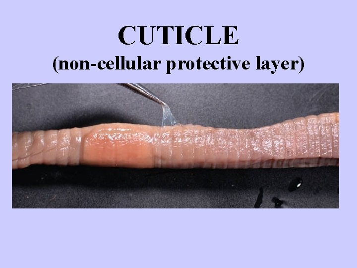 CUTICLE (non-cellular protective layer) http: //www. flushing. k 12. mi. us/srhigh/tippettl/biology/lum/cuticle. html 