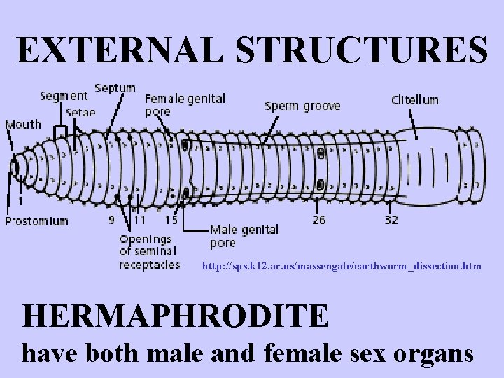 EXTERNAL STRUCTURES http: //sps. k 12. ar. us/massengale/earthworm_dissection. htm HERMAPHRODITE have both male and