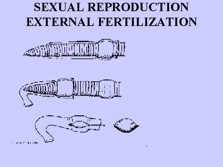 SEXUAL REPRODUCTION EXTERNAL FERTILIZATION 