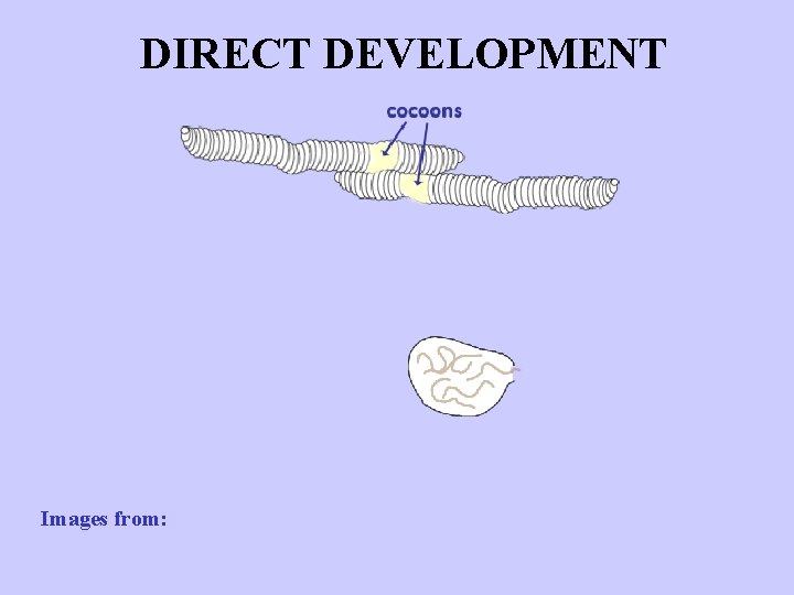 DIRECT DEVELOPMENT Images from: http: //www. urbanext. uiuc. edu/worms/anatomy 5. html 
