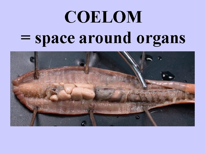 COELOM = space around organs http: //www. flushing. k 12. mi. us/srhigh/tippettl/biology/lum/vessel. html 