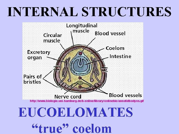 INTERNAL STRUCTURES http: //www. biologie. uni-hamburg. de/b-online/library/onlinebio/annelidbodyxs. gif EUCOELOMATES “true” coelom 