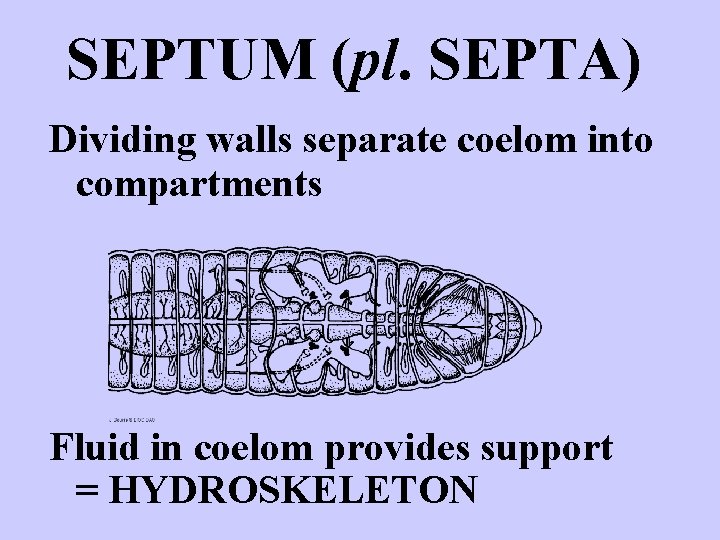 SEPTUM (pl. SEPTA) Dividing walls separate coelom into compartments Fluid in coelom provides support