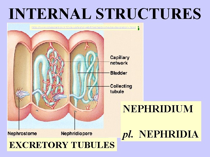 INTERNAL STRUCTURES http: //www. pleasanton. k 12. ca. us/avhsweb/thiel/apbio/review/excretory. html NEPHRIDIUM EXCRETORY TUBULES pl.