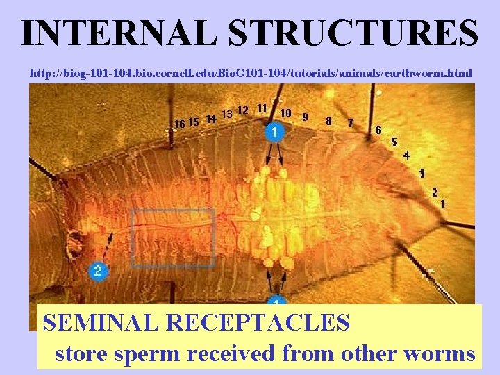 INTERNAL STRUCTURES http: //biog-101 -104. bio. cornell. edu/Bio. G 101 -104/tutorials/animals/earthworm. html SEMINAL RECEPTACLES