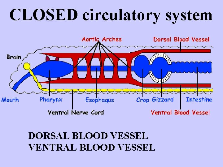 CLOSED circulatory system DORSAL BLOOD VESSEL VENTRAL BLOOD VESSEL 