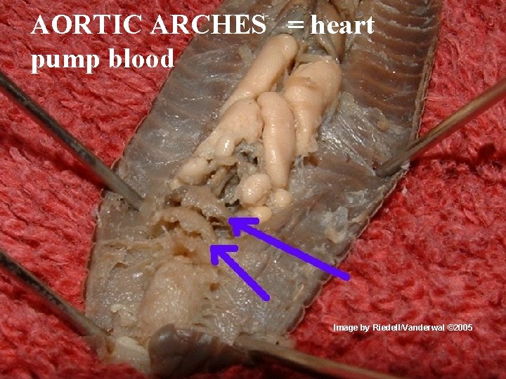 AORTIC ARCHES = heart pump blood Image by Riedell/Vanderwal © 2005 Image by Riedell/Vanderwal