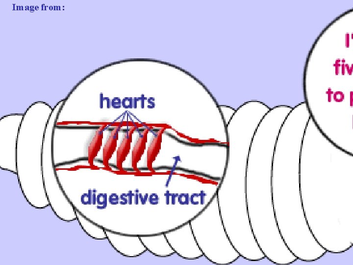 Image from: http: //www. urbanext. uiuc. edu/worms/anatomy 6. html 