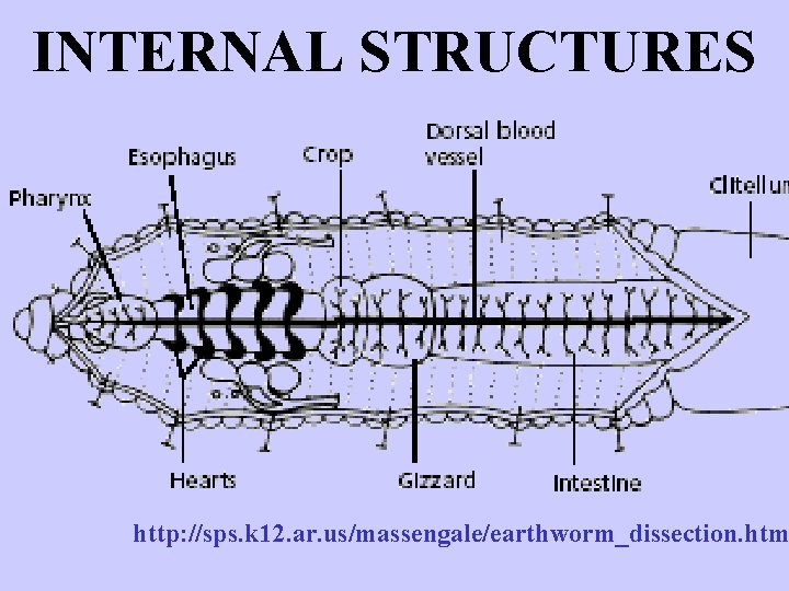INTERNAL STRUCTURES http: //sps. k 12. ar. us/massengale/earthworm_dissection. htm 