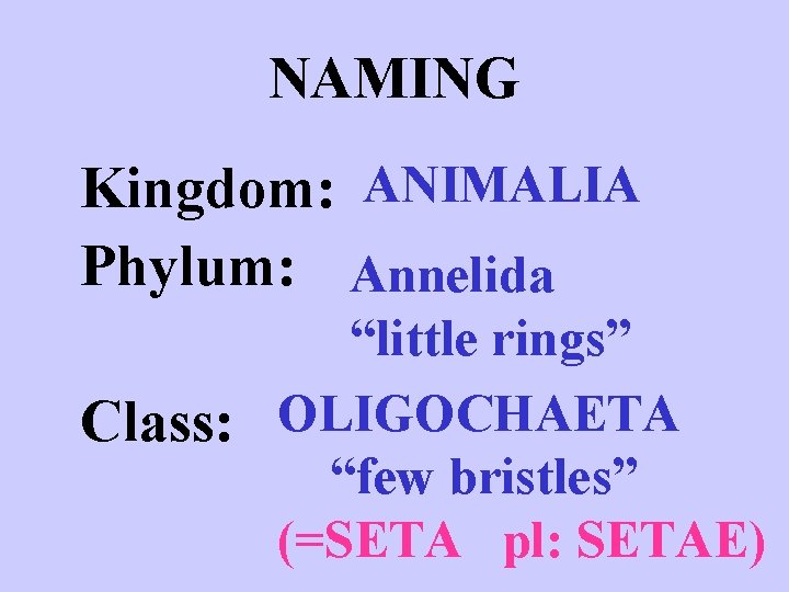 NAMING Kingdom: ANIMALIA Phylum: Annelida “little rings” Class: OLIGOCHAETA “few bristles” (=SETA pl: SETAE)