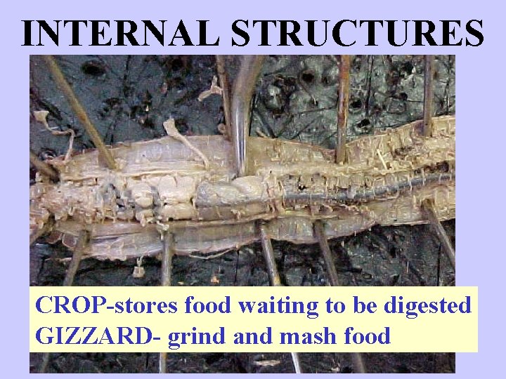 INTERNAL STRUCTURES CROP-stores food waiting to be digested GIZZARD- grind and mash food 