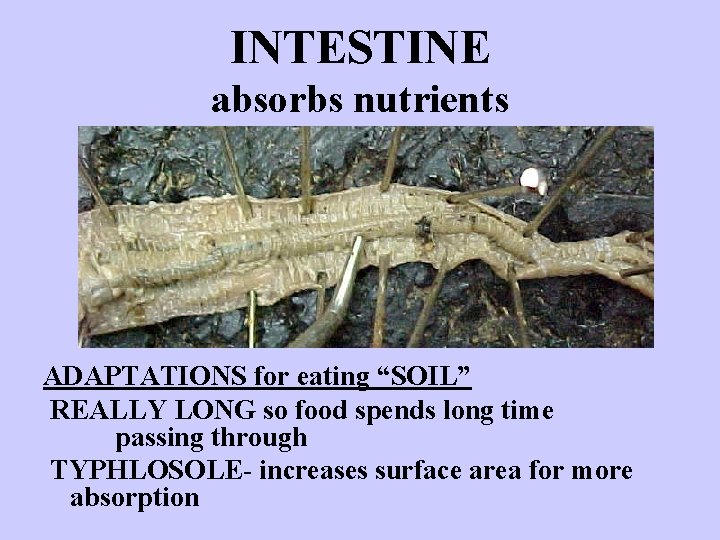 INTESTINE absorbs nutrients ADAPTATIONS for eating “SOIL” REALLY LONG so food spends long time