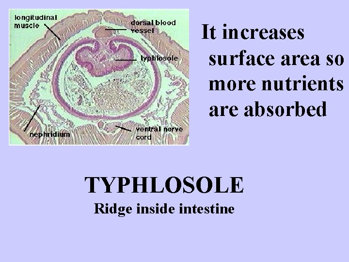 It increases surface area so more nutrients are absorbed http: //www. uleth. ca/bio 1020/images/worm