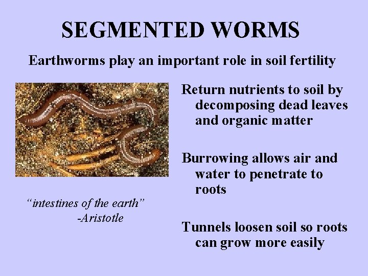 SEGMENTED WORMS Earthworms play an important role in soil fertility Return nutrients to soil