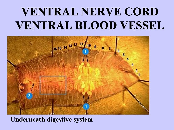 VENTRAL NERVE CORD VENTRAL BLOOD VESSEL http: //biog-101 -104. bio. cornell. edu/Bio. G 101_104/tutorials/animals/earthworm.