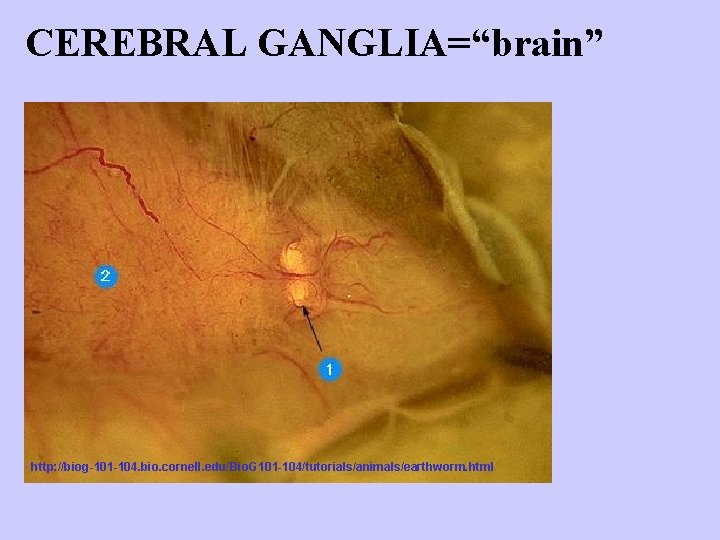 CEREBRAL GANGLIA=“brain” http: //biog-101 -104. bio. cornell. edu/Bio. G 101 -104/tutorials/animals/earthworm. html 