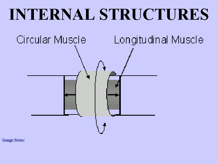 INTERNAL STRUCTURES Image from: http: //faculty. clintoncc. suny. edu/faculty/Michael. Gregory/files/Bio%20102%20 lectures/Animal%20 Diversity/Protostomes/mollusks. htm#Chelicerates%20(subphylum%20 Chelicerata