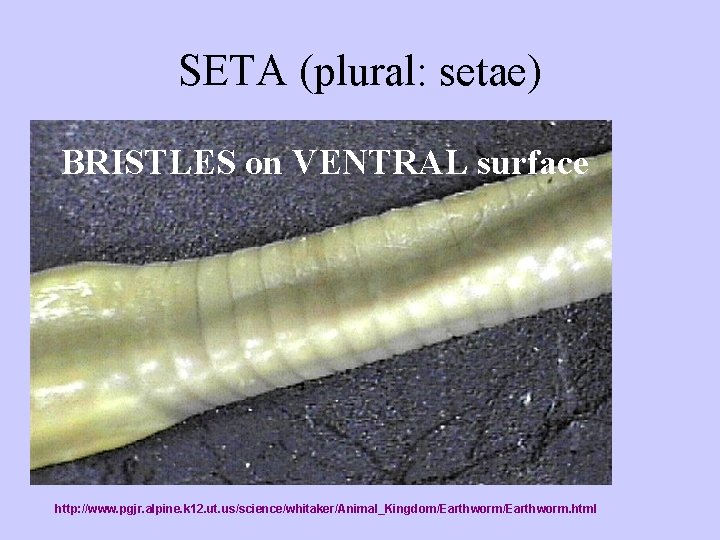 SETA (plural: setae) BRISTLES on VENTRAL surface http: //www. pgjr. alpine. k 12. ut.