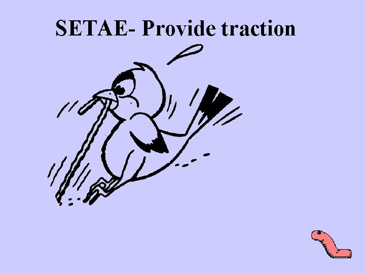 SETAE- Provide traction http: //www. dof. virginia. gov/images/anim-worm-crawl. gif 