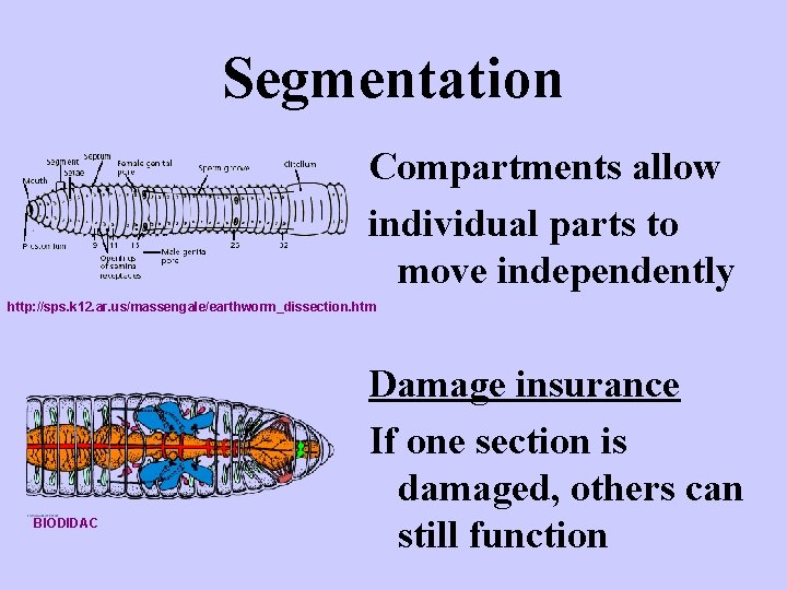 Segmentation Compartments allow individual parts to move independently http: //sps. k 12. ar. us/massengale/earthworm_dissection.