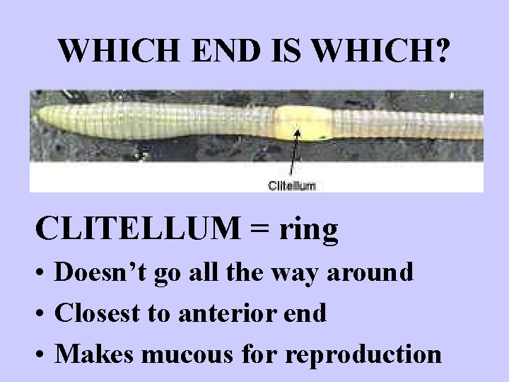 WHICH END IS WHICH? CLITELLUM = ring • Doesn’t go all the way around