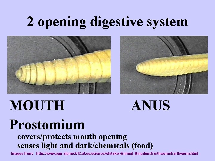 2 opening digestive system MOUTH Prostomium ANUS covers/protects mouth opening senses light and dark/chemicals
