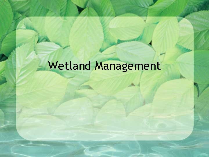 Wetland Management 